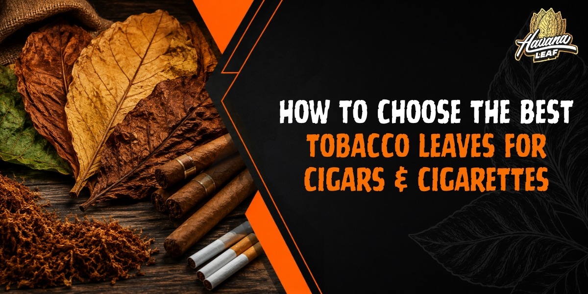 best tobacco leaves Best Tobacco Leaves for Cigars & Cigarettes